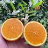 湖北秭归脐橙新鲜爆甜9斤（含包装）/箱（大果） 商品缩略图1