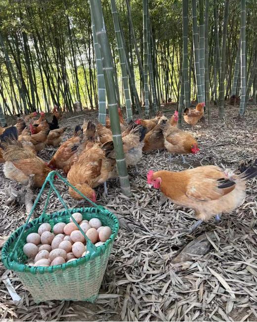 富硒九华山竹林散养土鸡蛋 商品图4