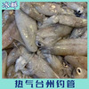 台州白子鱿鱼 商品缩略图1