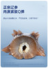 【5S半月套餐】礼袋款  官栈5S鲜炖海参  120g*2（14只） 商品缩略图5