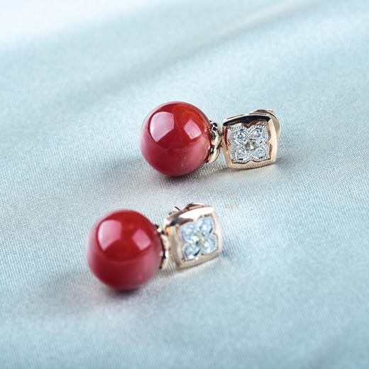 【鸿运】阿卡珊瑚耳钉-SH12406089 商品图6