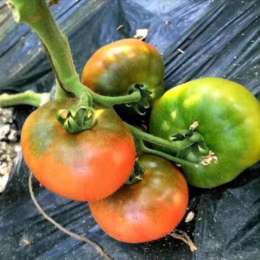 盘锦碱地柿子5斤（含包装）/箱（中大果） 商品图3