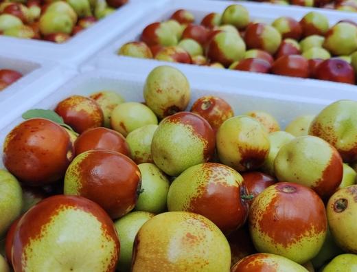 山西省临汾市襄汾县  翠田鲜枣  丰包邮 商品图1