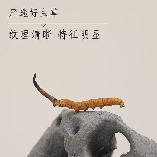 那曲精选虫草（2000条） 商品图0