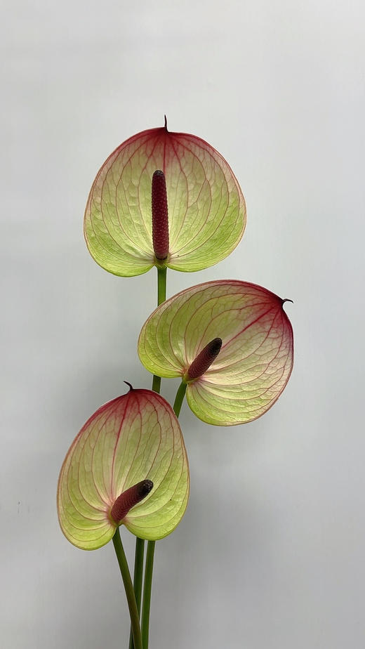 【彩掌】 福泰  单枝 商品图1