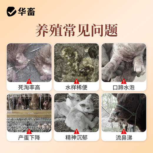华畜兽用毒温清免疫力强猪牛羊禽通用清热解毒拉稀腹泻饲料添加剂 商品图1
