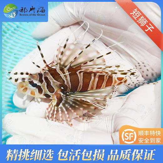 短狮子 商品图1