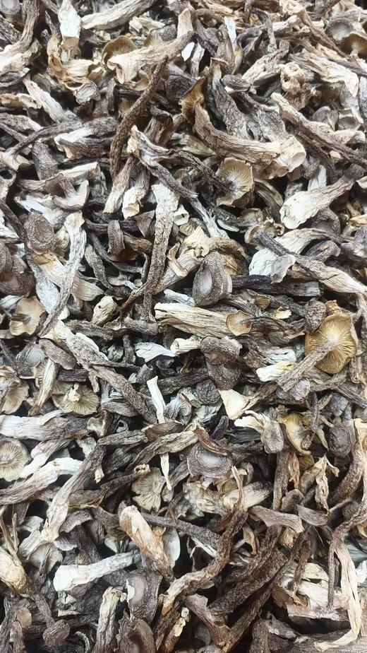 鹿茸菇 商品图0