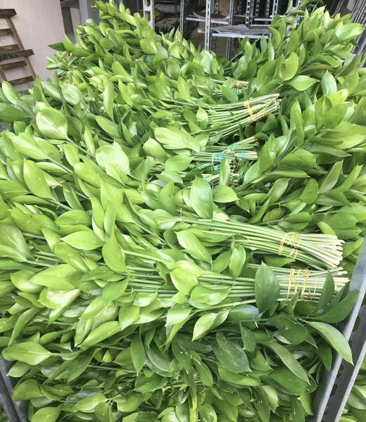 【超长待机】大桦木（橘叶）10支/扎 商品图6