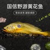 ZMS【国信1号大黄花鱼】身形细长肉质紧实口感鲜美无土腥味，全球首艘10万吨级智慧渔业养殖船 国企深海野游养殖方式，一鱼一溯源码，清蒸红烧都好吃~ 商品缩略图0