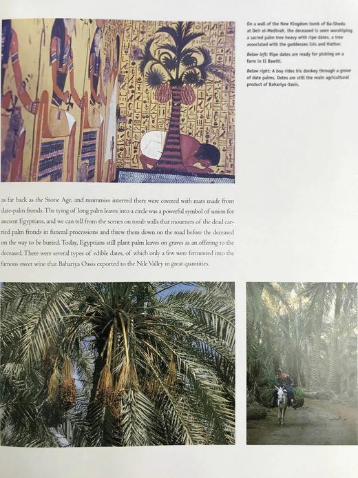 黄金木乃伊谷 300幅插图（260幅彩色） 精装大16开 商品图6