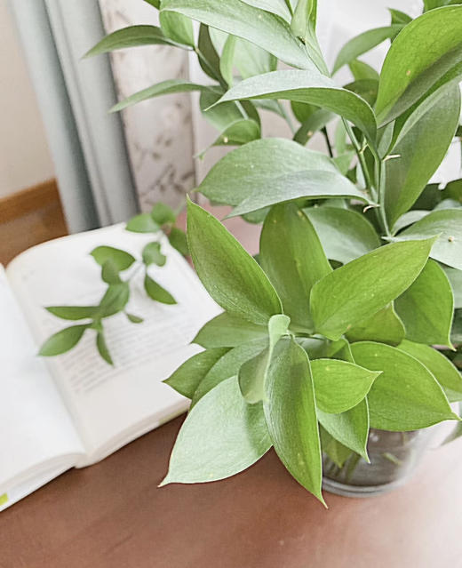 【超长待机】大桦木（橘叶）10支/扎 商品图3