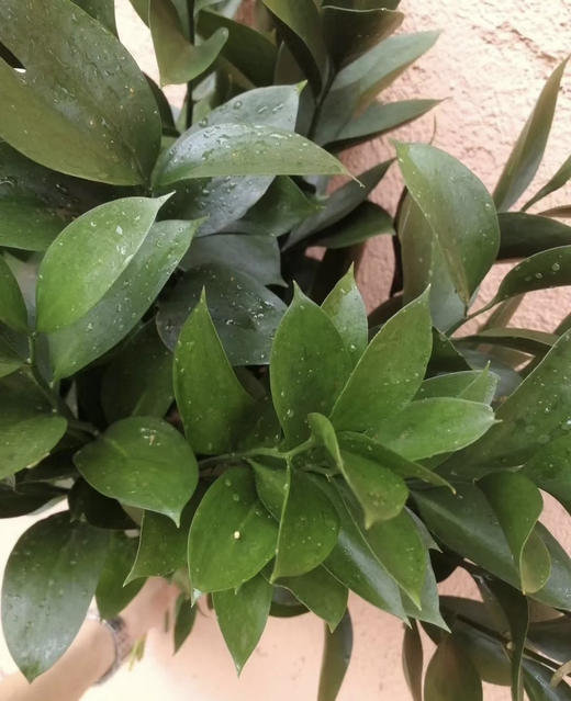 【超长待机】大桦木（橘叶）10支/扎 商品图2