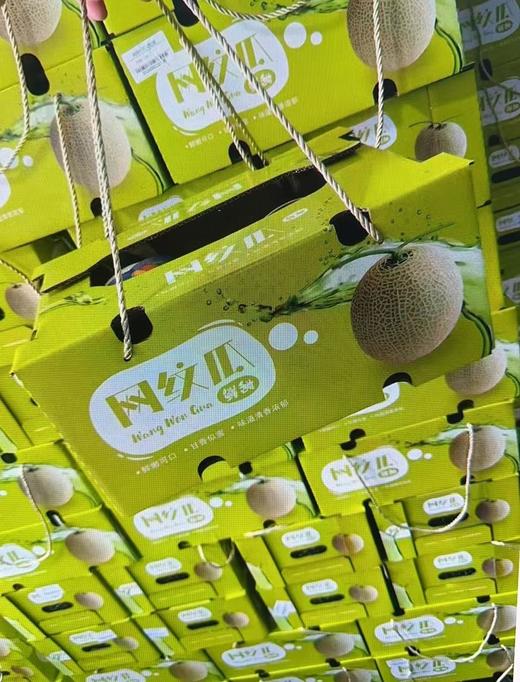 静冈玫珑瓜 商品图1