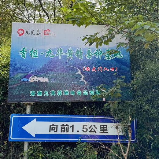 【安徽九华山·有机标准原生黄精果】补肾填精的养生 “王者” 12-15年高品质 高山仿野生种植 正宗古法炮制 九蒸九晒  要想不显老、气血足就多吃它 商品图10