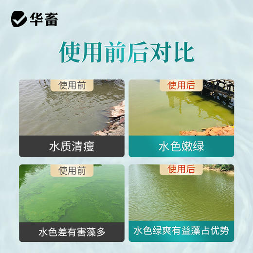 华畜小球藻种5L 快速肥水光合产氧 补充有益藻 商品图4