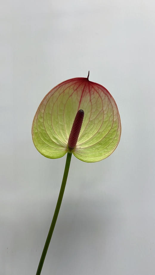 【彩掌】 福泰  单枝 商品图2