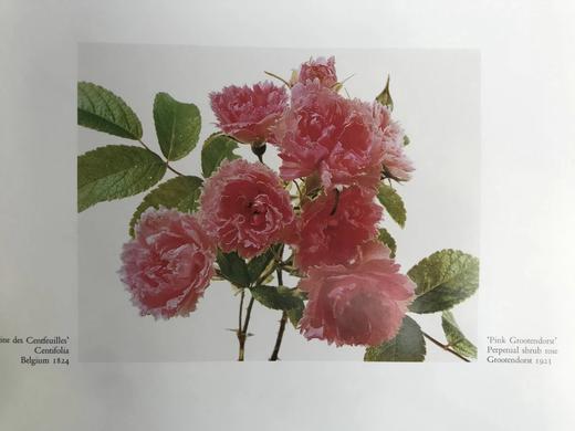 古老花园玫瑰与精选现代杂交品种 166幅插图（83幅彩色） 精装大16开 商品图14