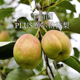 新疆半亩园PLUS精品香梨