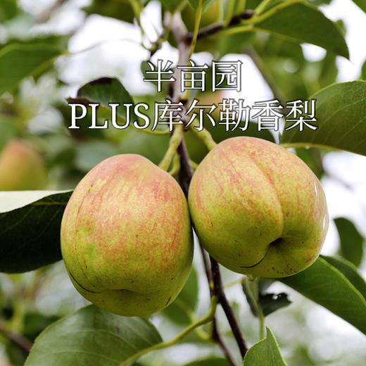 新疆半亩园PLUS精品香梨 商品图0