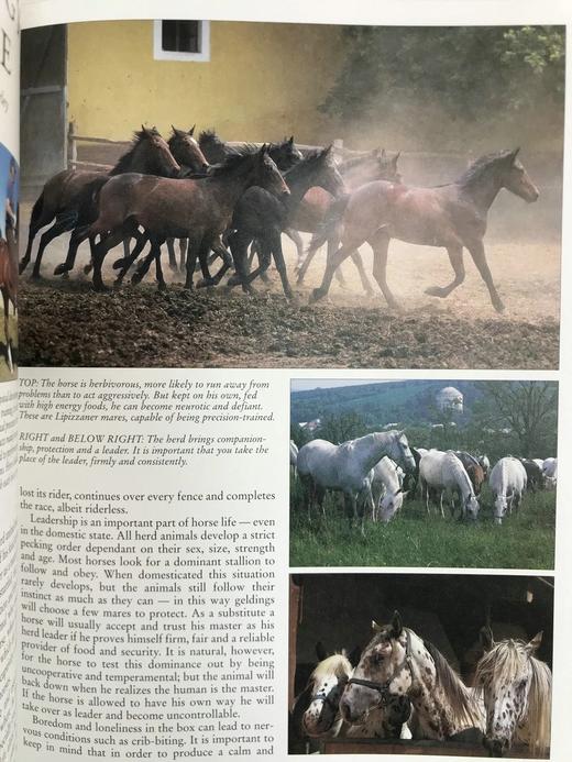 骏马百科全书 400余幅插图 精装16开 商品图8