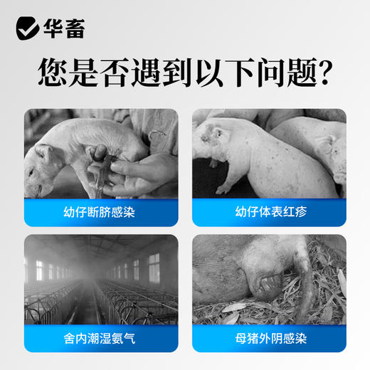 【积分兑换】华畜接生爽身粉4斤装 产仔消毒常备 吸潮干爽 舒缓修护 干爽止血 降低感染 商品图1