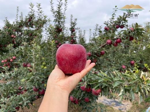 开年活动，护山花牛苹果 坚持种一颗原始原态的花牛  基地直邮 商品图2