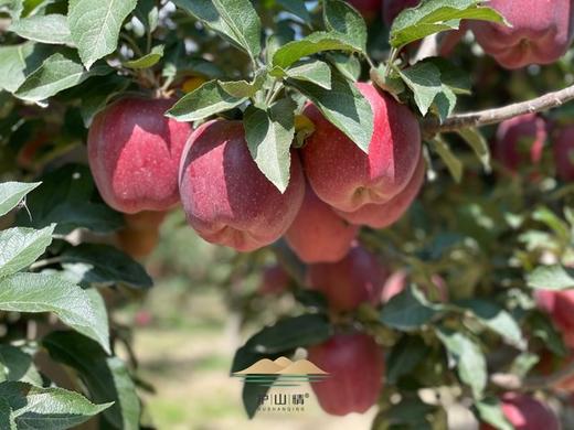 开年活动，护山花牛苹果 坚持种一颗原始原态的花牛  基地直邮 商品图1