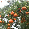 【老树大红袍一年川陈皮】天然原生态生长 正宗川陈皮树种 ！ 商品缩略图2