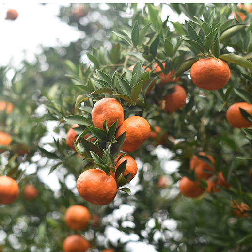 【老树大红袍一年川陈皮】天然原生态生长 正宗川陈皮树种 ！ 商品图2