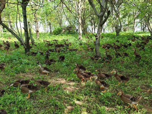 无抗生态辣木麻鸭 商品图2