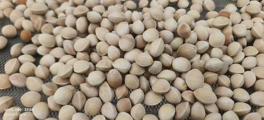 【优质鲜白果:两斤的包邮】 商品图1