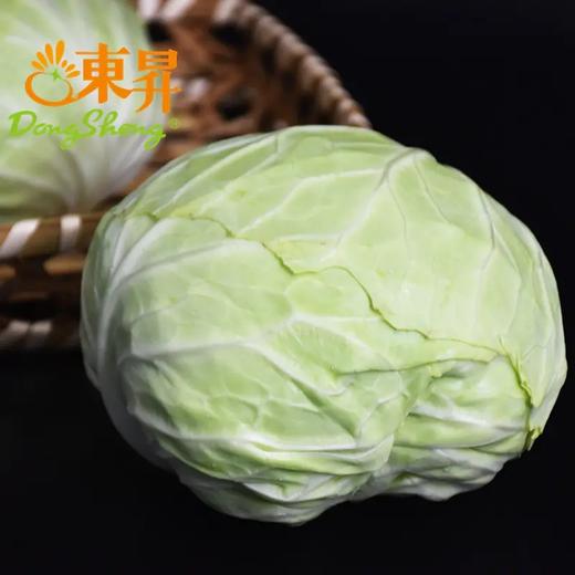 东升农场 有机水果甘蓝 卷心包菜球甘蓝圆洋白菜 广州供港蔬菜 400g 商品图1