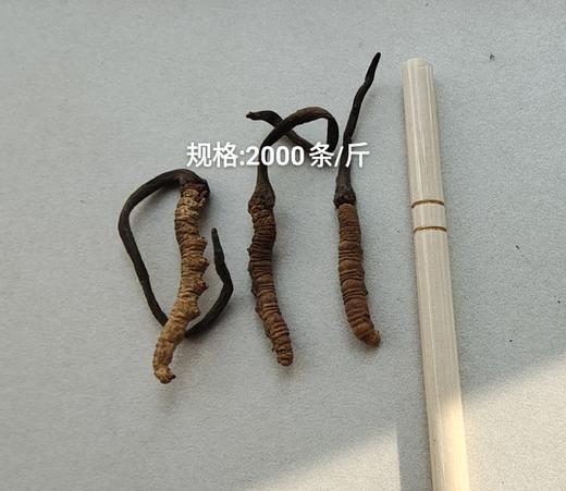 川西冬虫夏草精选实惠装 商品图5