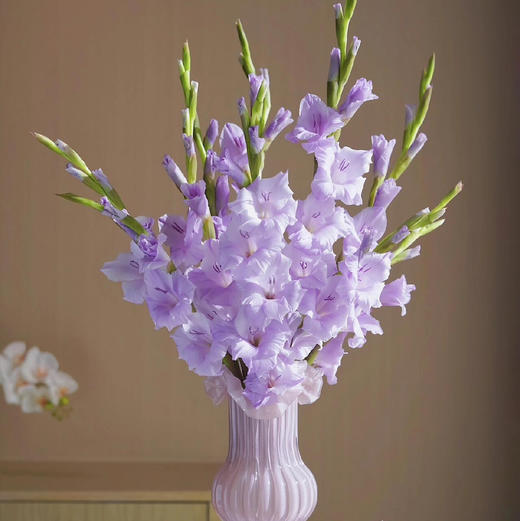 【AB级香芋紫剑兰.第二件减10元】5支/份  长约65-70cm 商品图0