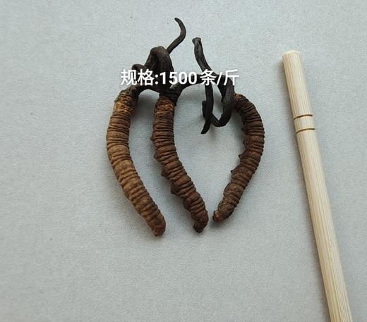 川西冬虫夏草精选实惠装 商品图4