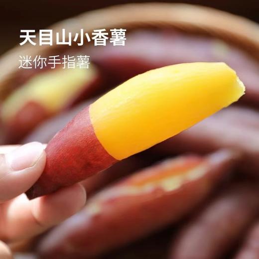 天目山小香薯 商品图1