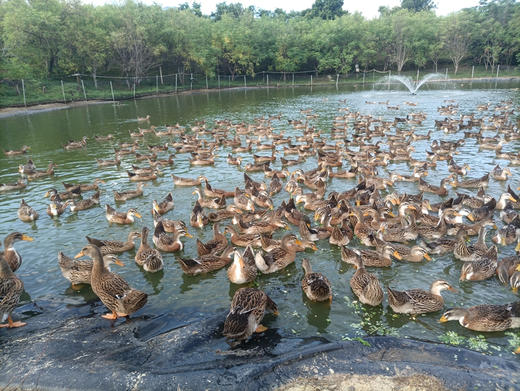 无抗生态辣木麻鸭 商品图1