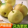 [困妈专属]2025头茬核心产区海拔1200+高原【中国梨王-山西隰县玉露香梨】 奥运会指定水果 香甜清脆 倾心之选 商品缩略图1