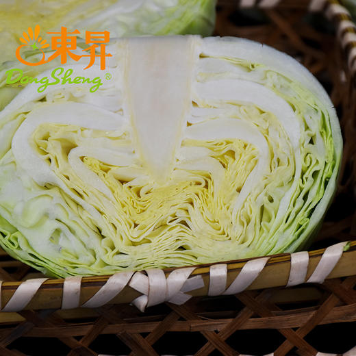 东升农场 有机水果甘蓝 卷心包菜球甘蓝圆洋白菜 广州供港蔬菜 400g 商品图4
