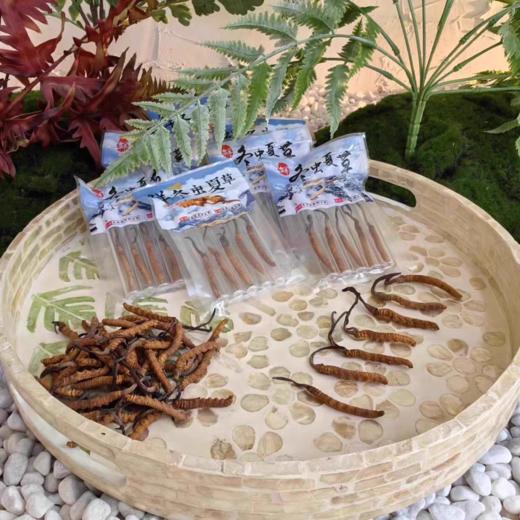 川西冬虫夏草精选实惠装 商品图0