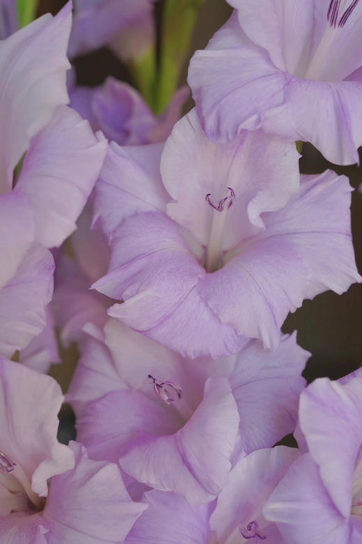 【AB级香芋紫剑兰.第二件减10元】5支/份  长约65-70cm 商品图9