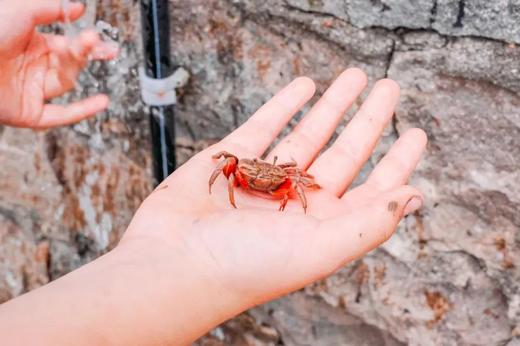 【智行研学】10月1日国庆“赶海一日营” 活动 商品图8