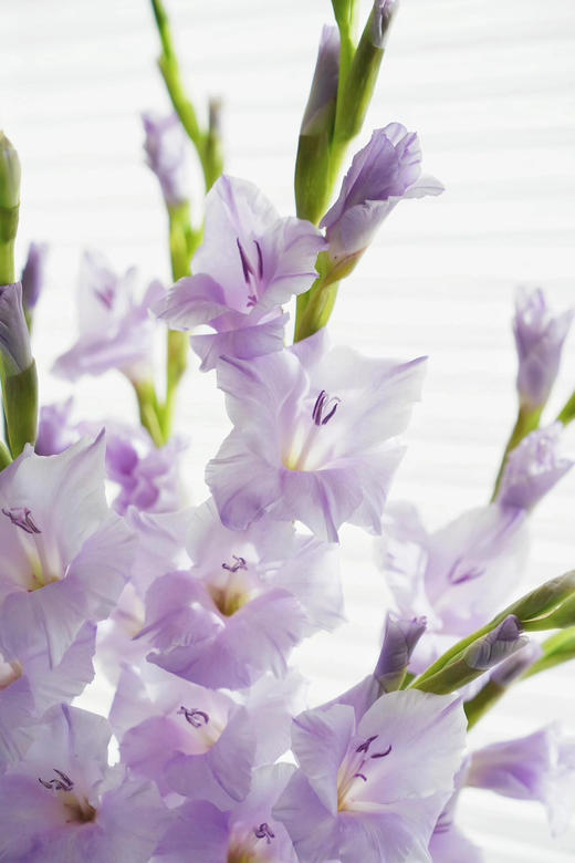 【AB级香芋紫剑兰.第二件减10元】5支/份  长约65-70cm 商品图8