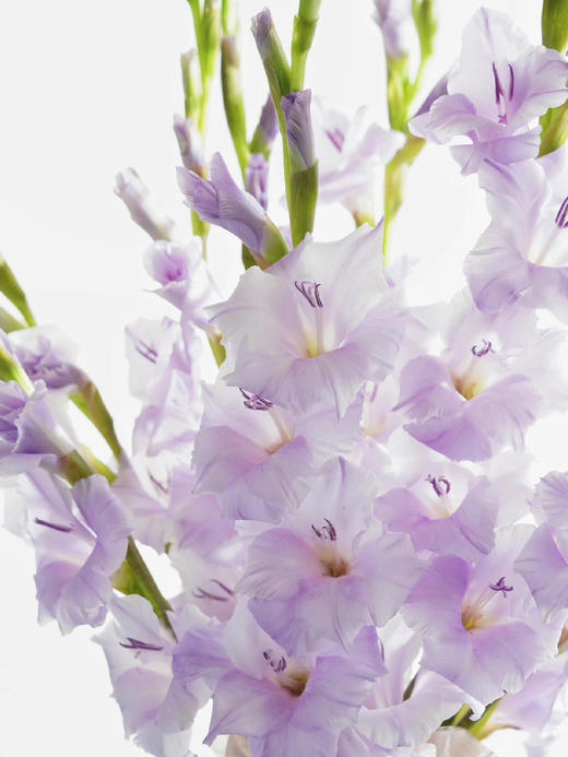 【AB级香芋紫剑兰.第二件减10元】5支/份  长约65-70cm 商品图10