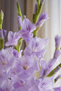 【AB级香芋紫剑兰.第二件减10元】5支/份  长约65-70cm 商品缩略图5