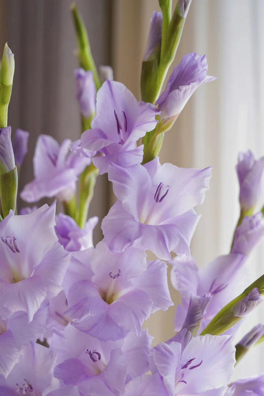 【AB级香芋紫剑兰.第二件减10元】5支/份  长约65-70cm 商品图5