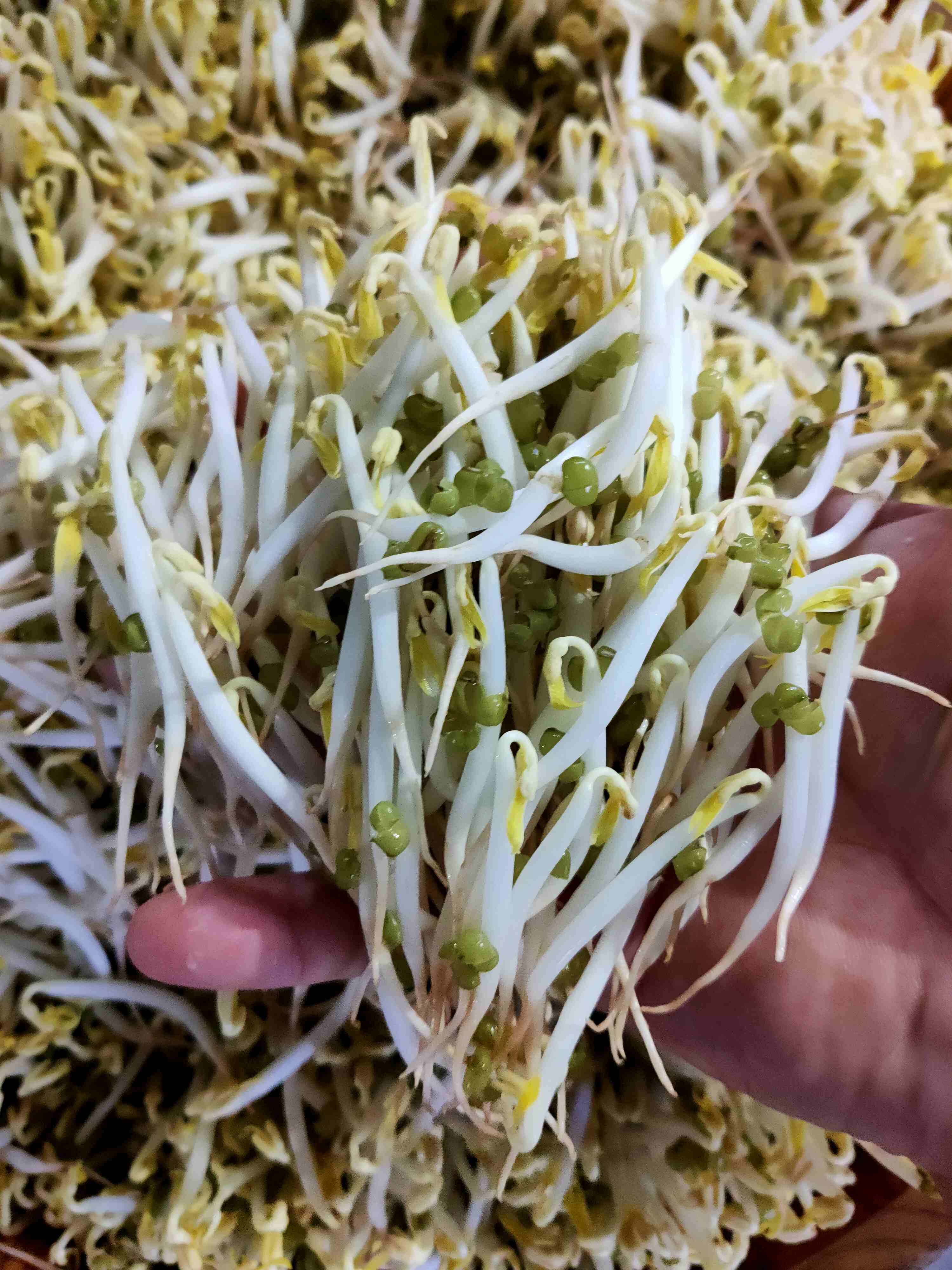 胖豆芽，1份0.5斤