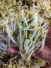 胖豆芽，1份0.5斤 商品缩略图0