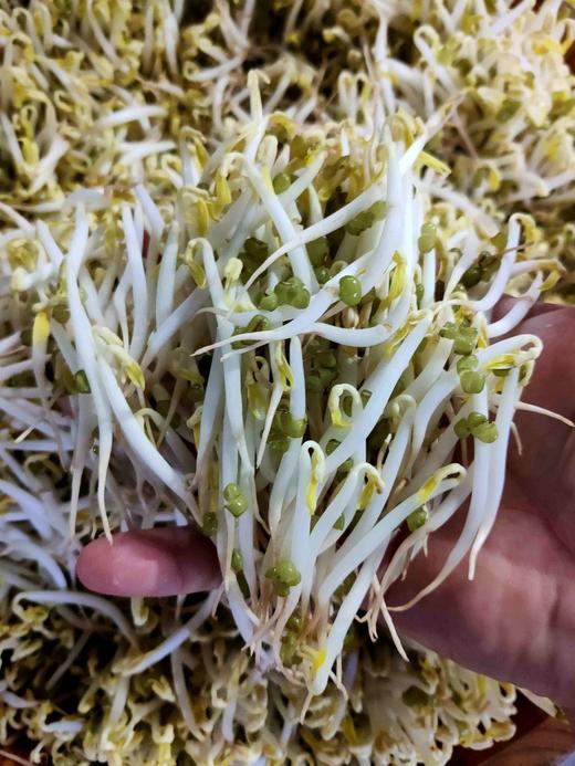 胖豆芽，1份0.5斤 商品图0